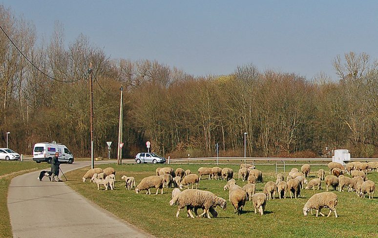 Schafe auf der Au