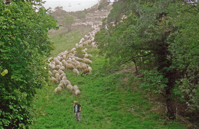 Schafe Sonnenberg