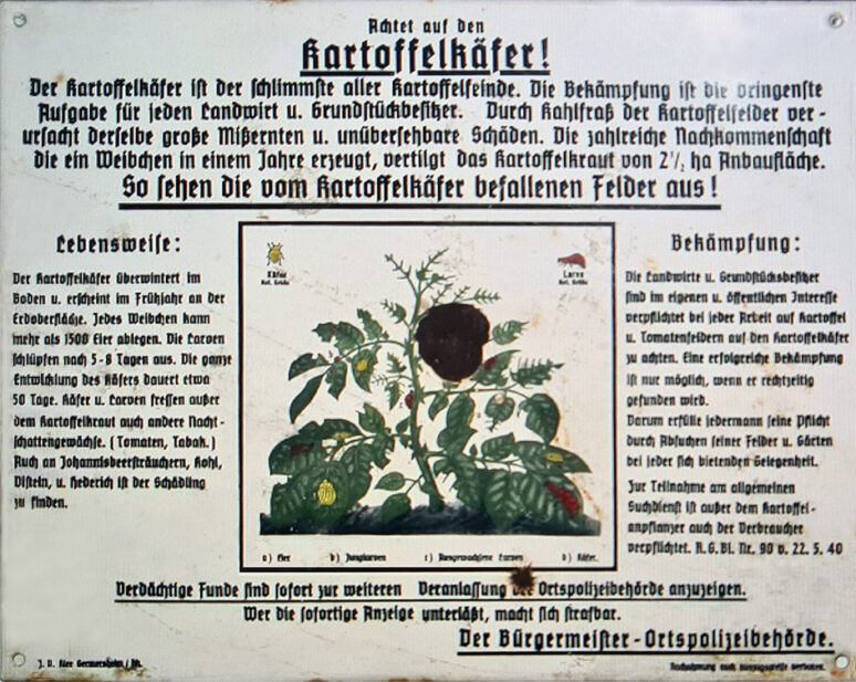 Kartoffelkäfer