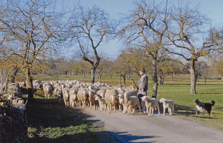Schafe Hosenberger Weg