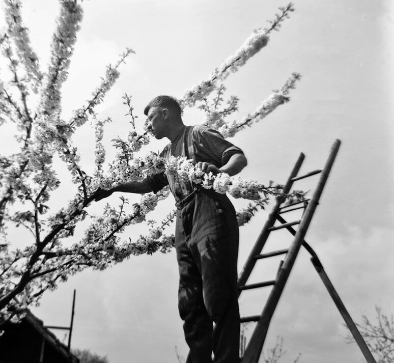 Obstbau