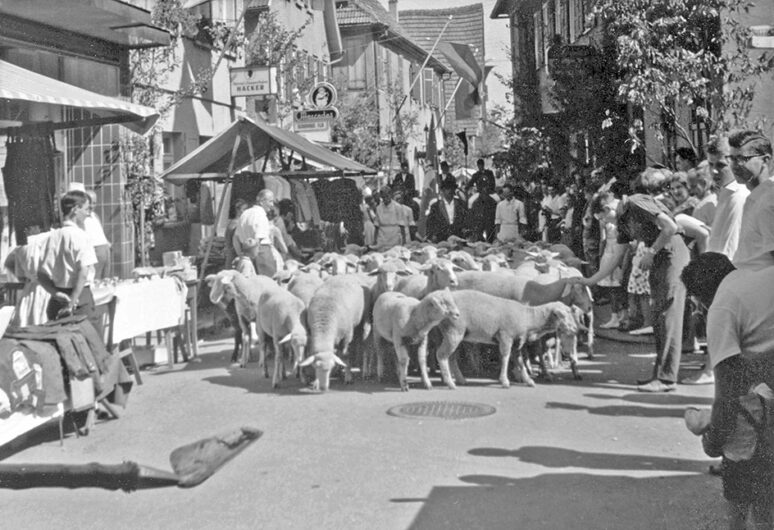 Schafe im Festzug