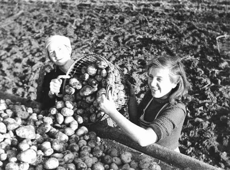 Kartoffelernte