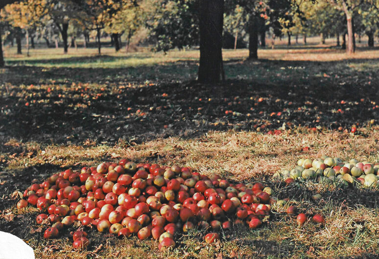 Äpfel